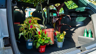 Skoda Karoq SportLine boot plants